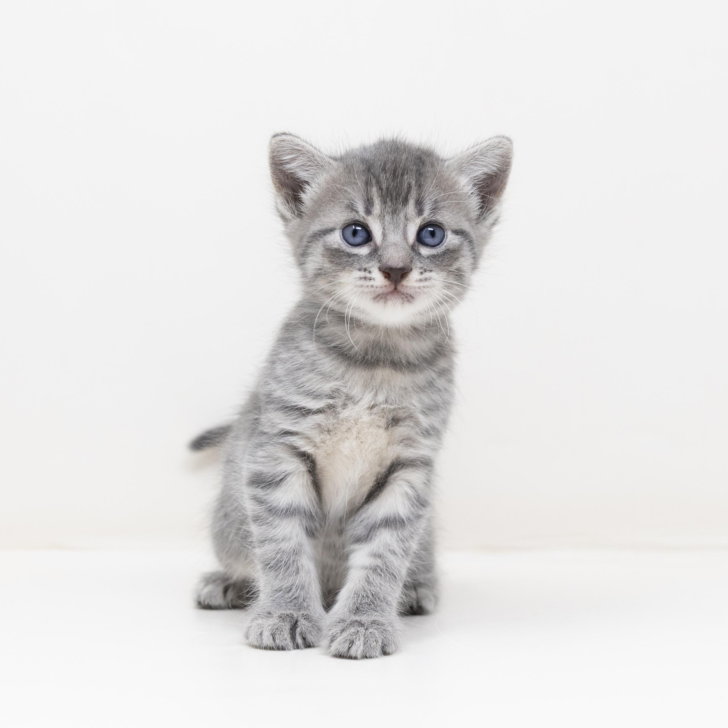 Comet, an adopted Tabby in Trophy Club, TX image 3/6