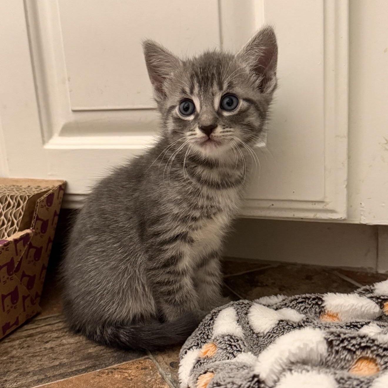 Comet, an adopted Tabby in Trophy Club, TX image 2/6