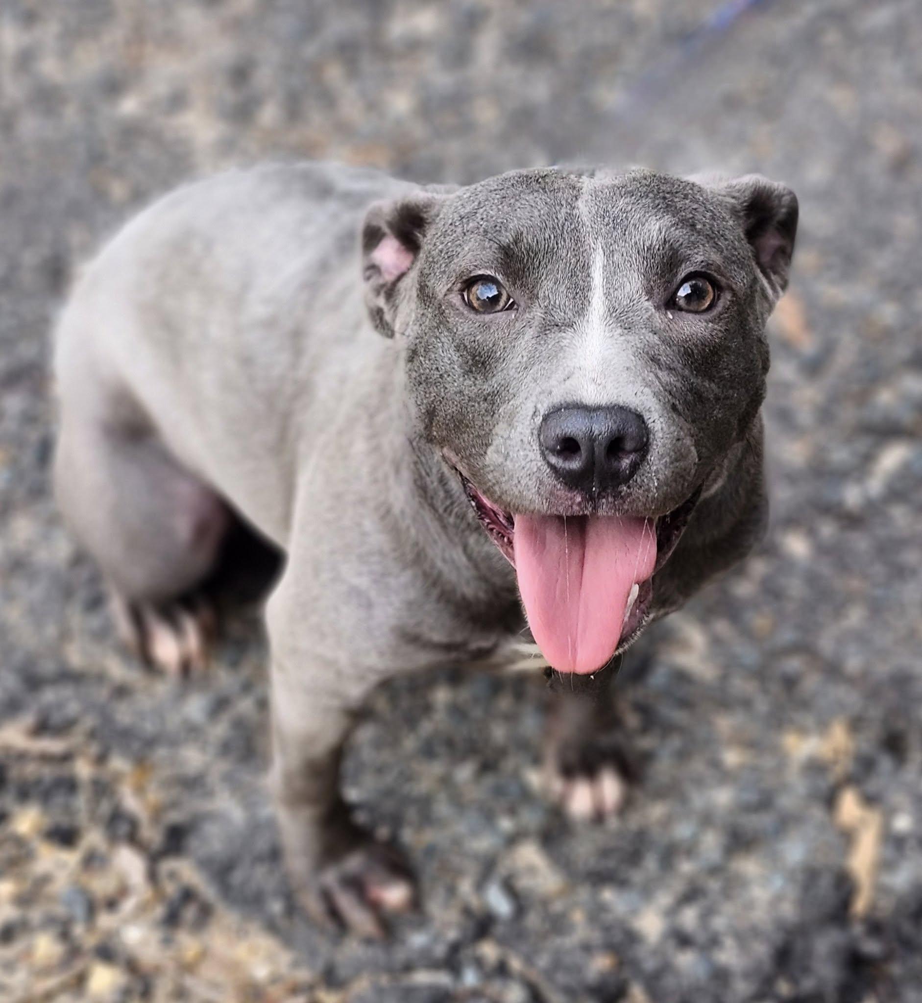 Enlarge Luna, a Adopted mixed breed in minden, LA image 1/3
