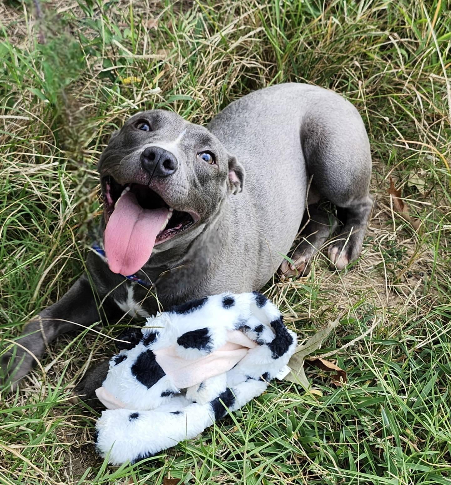 Enlarge Luna, a Adopted mixed breed in minden, LA image 3/3