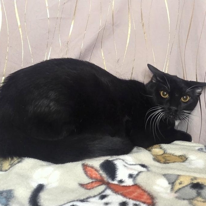 Quick, a Adoptable Domestic Short Hair in Binghamton, NY image 4/5