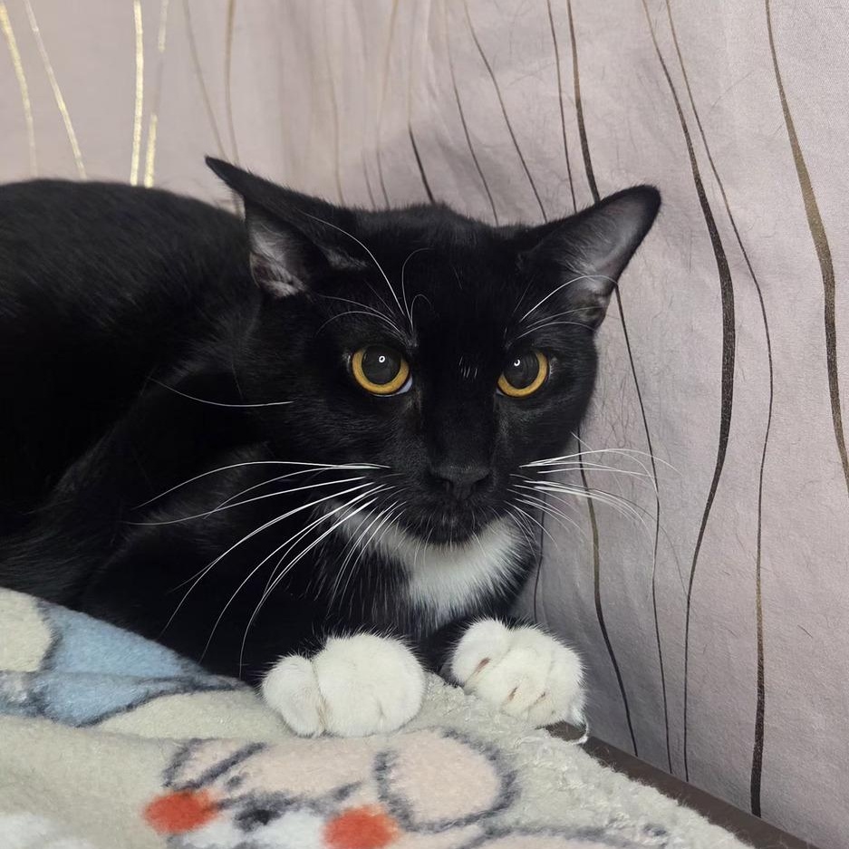 Quick, a Adoptable Domestic Short Hair in Binghamton, NY image 1/5