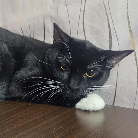 Quick, a Adoptable Domestic Short Hair in Binghamton, NY image 3/5