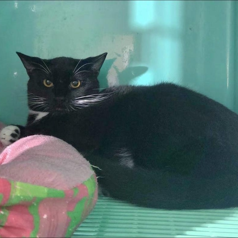 Quick, a Adoptable Domestic Short Hair in Binghamton, NY image 5/5