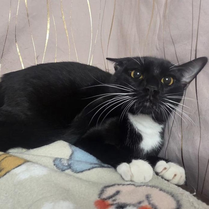 Quick, a Adoptable Domestic Short Hair in Binghamton, NY image 2/5