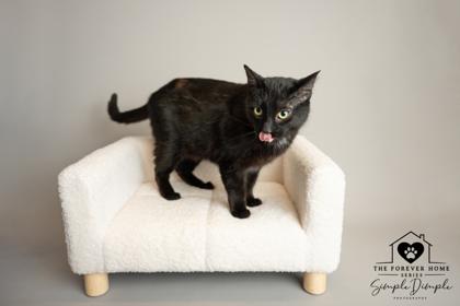 Wicket, a Adoptable mixed breed in Lafayette, IN image 1/3
