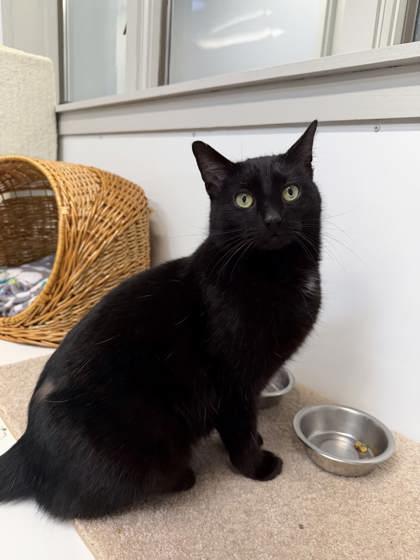 Wicket, Adoptable, Adult Male Domestic Short Hair & Domestic Short Hair.