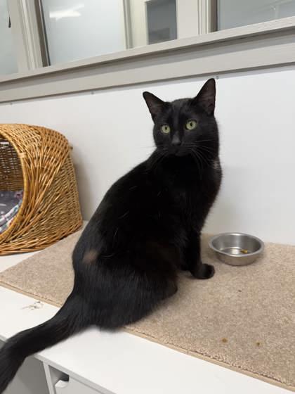 Wicket, a Adoptable mixed breed in Lafayette, IN image 2/3