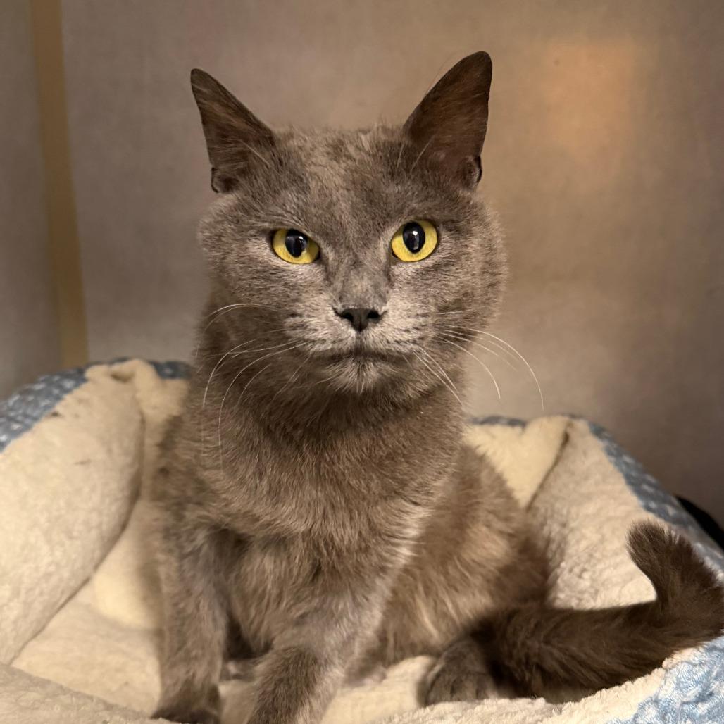 Zelda, Adoptable, Adult Female Domestic Short Hair.