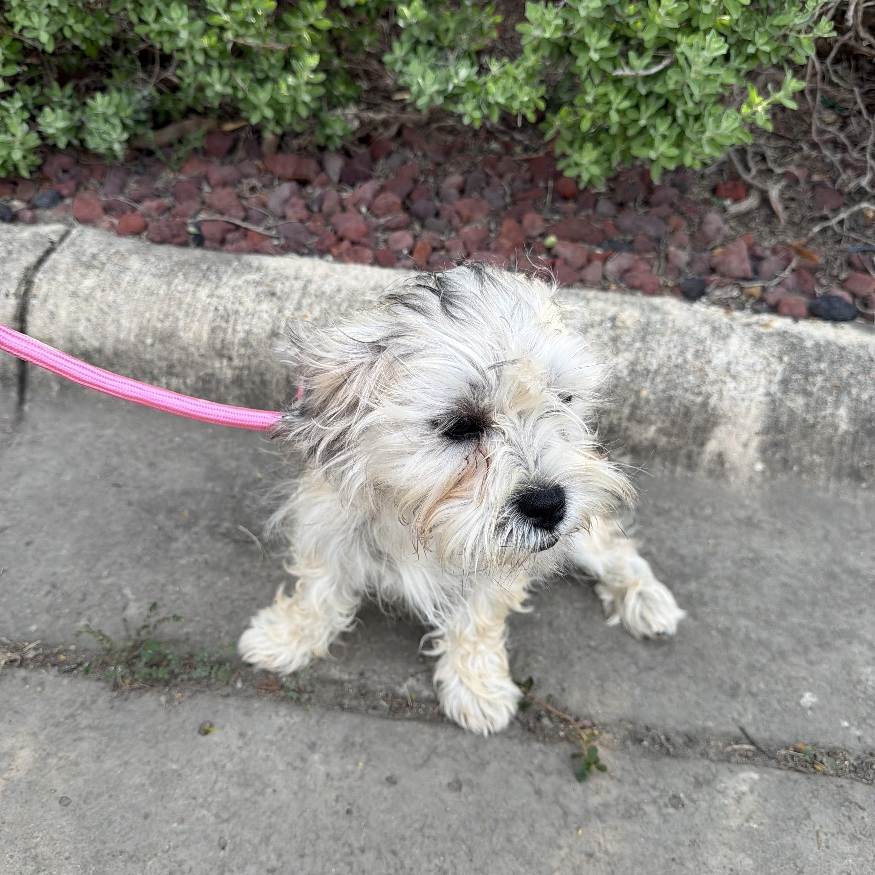 Magenta, an adopted mixed breed in Short Hills, NJ image 3/4