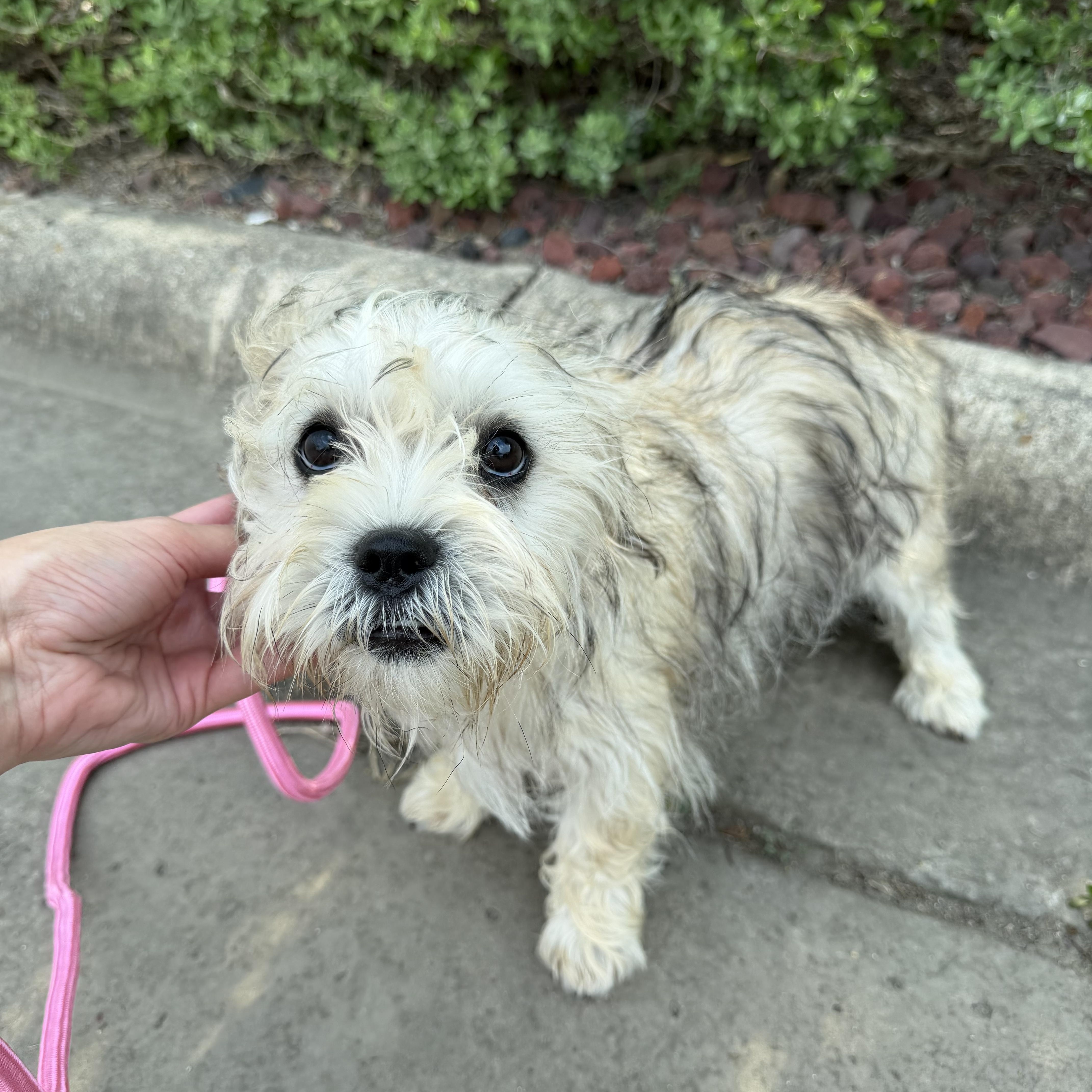 Magenta, adopted, Puppy Female Terrier.