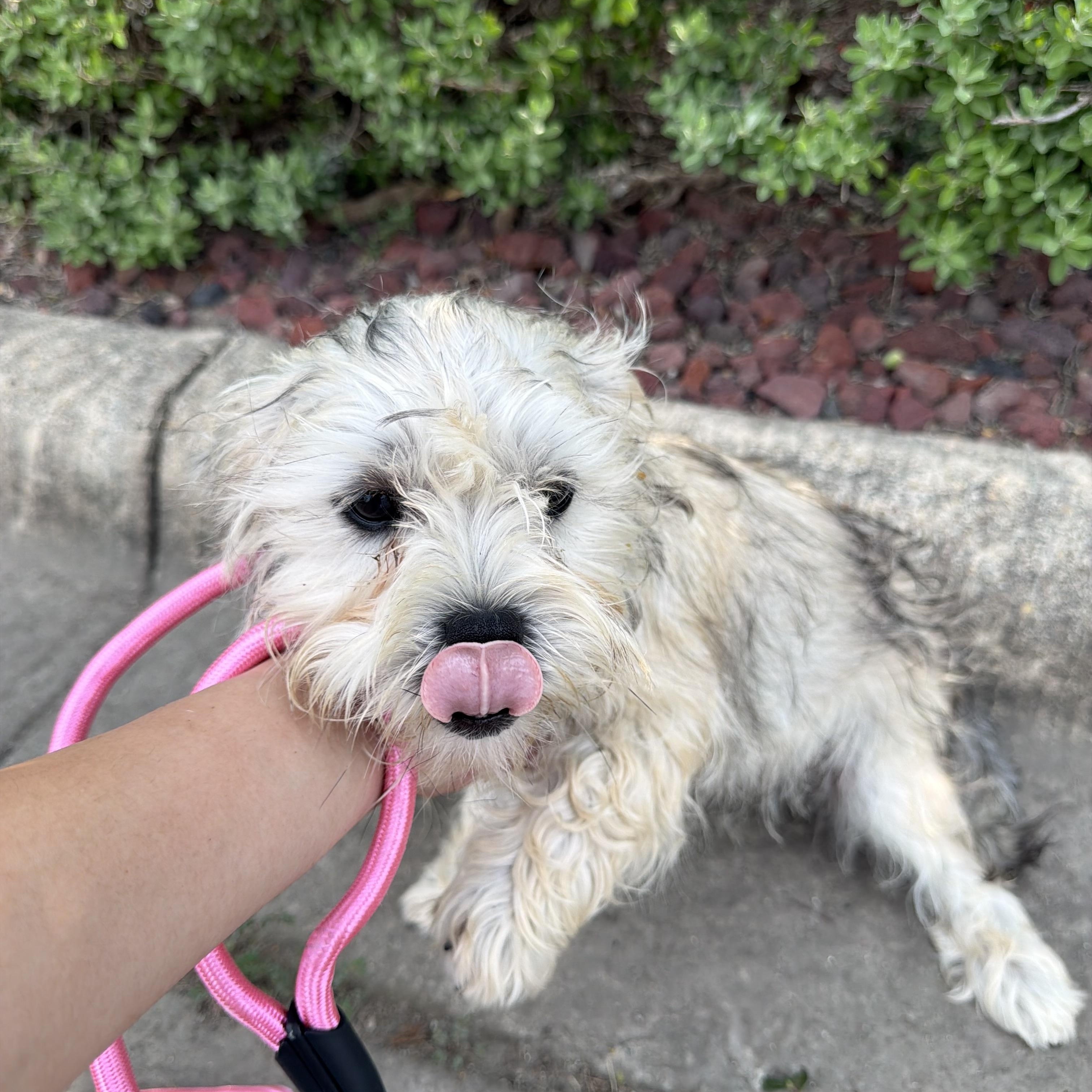 Magenta, an adopted mixed breed in Short Hills, NJ image 4/4