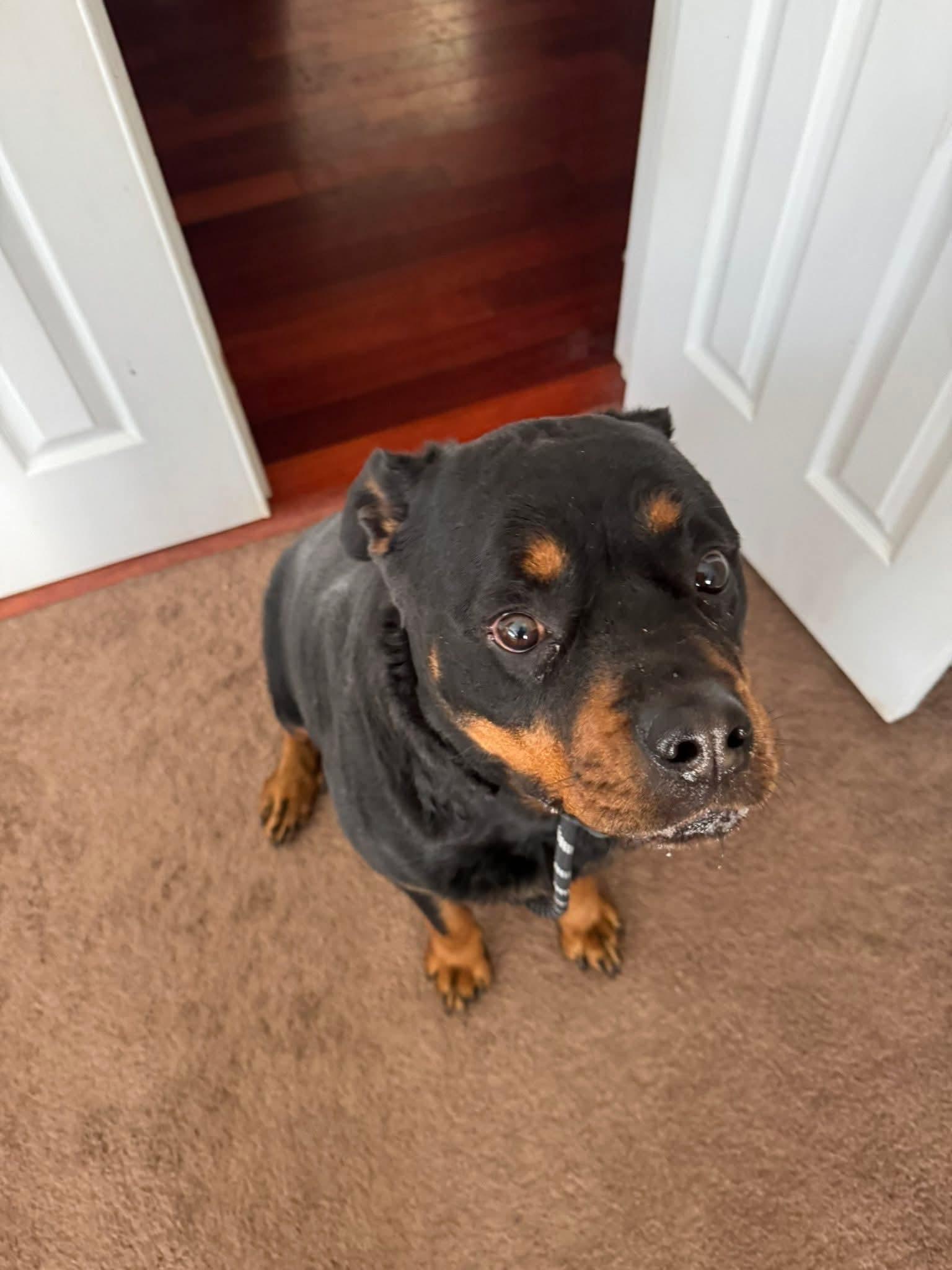 Bailey , an adopted mixed breed in Belington, WV image 3/4