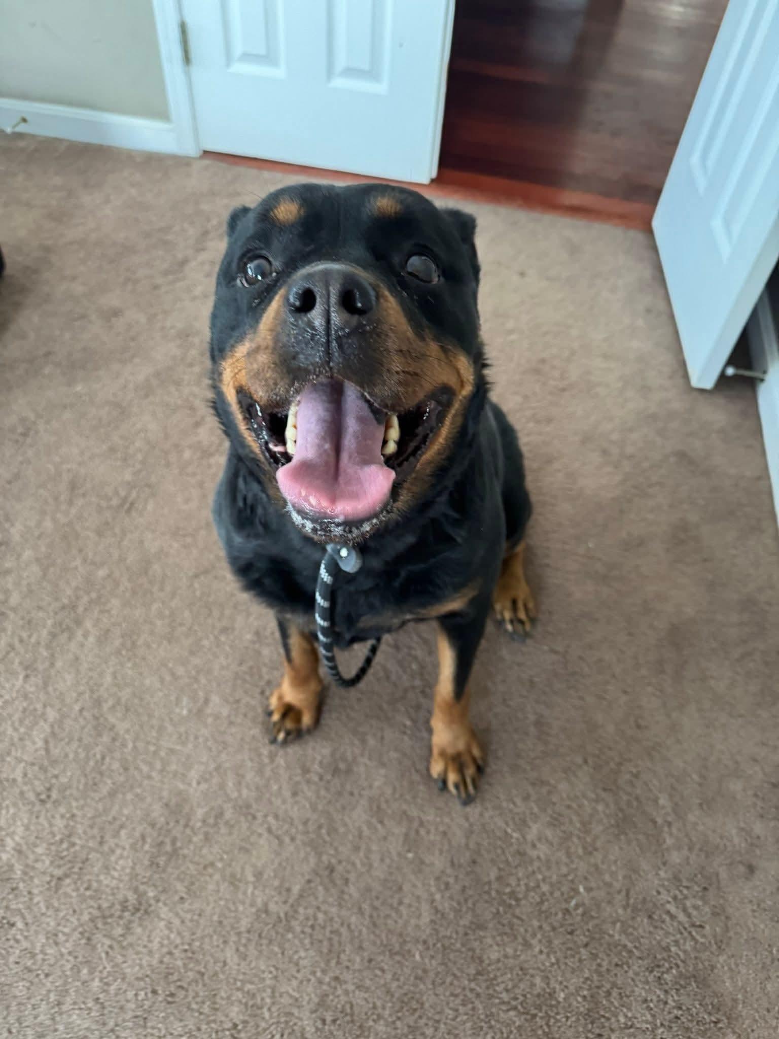 Bailey , an adopted mixed breed in Belington, WV image 4/4