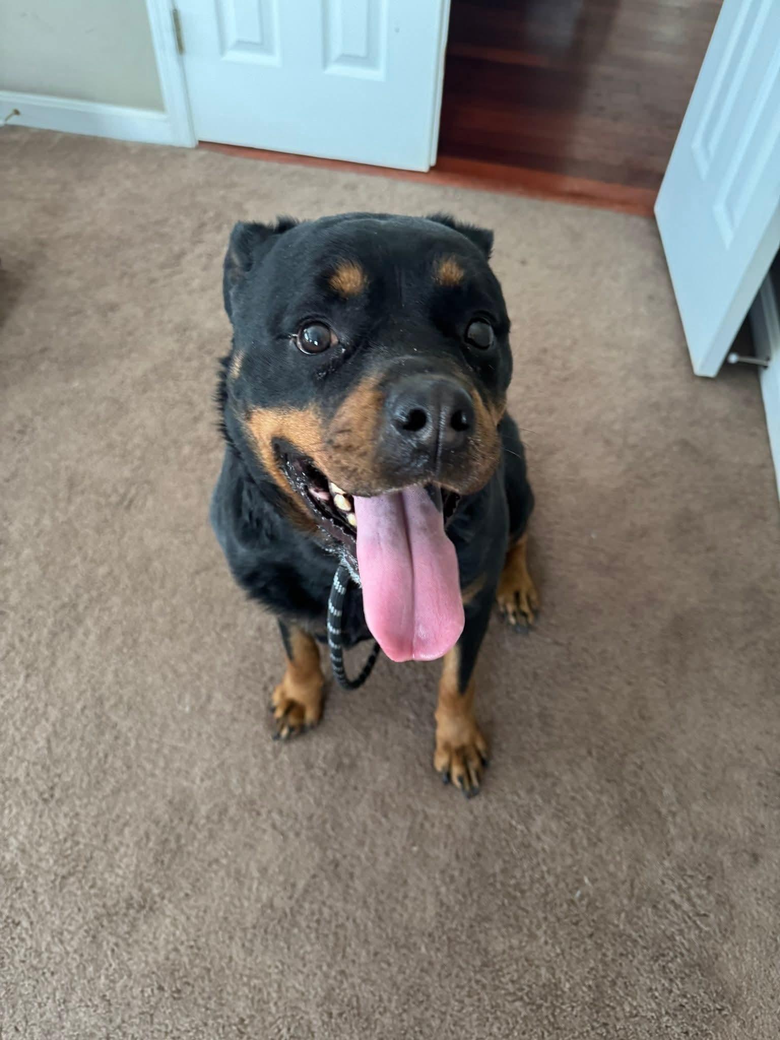 Bailey , adopted, Adult Male Rottweiler.