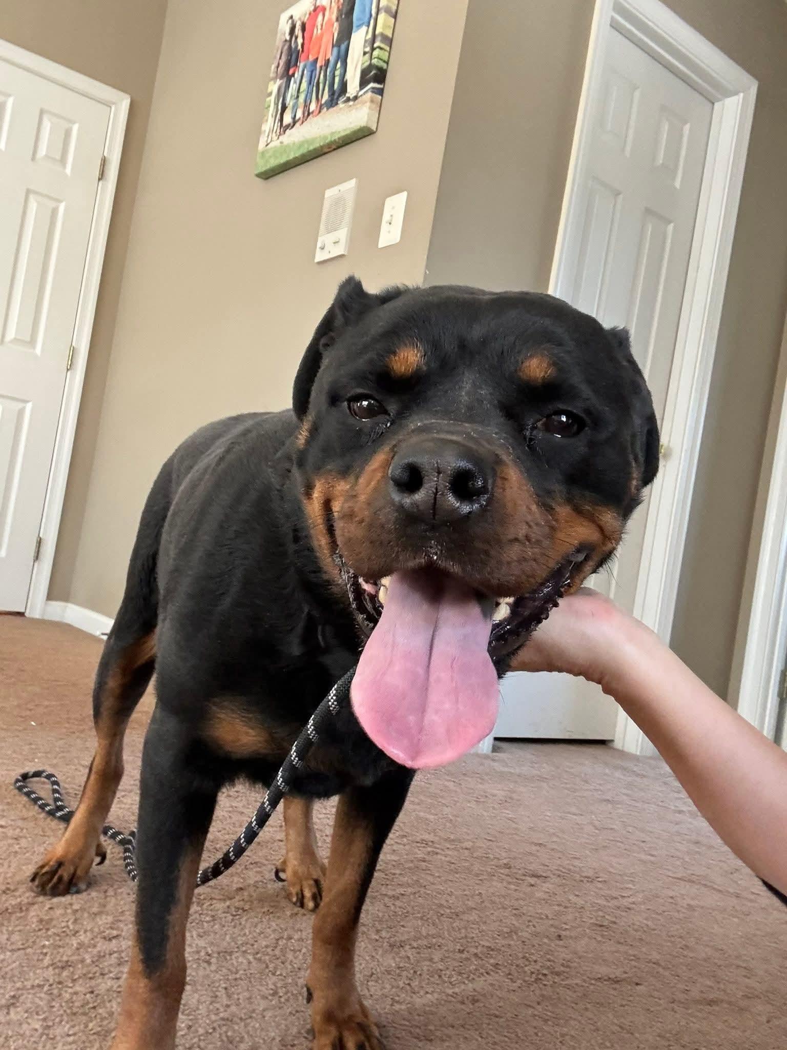 Bailey , an adopted mixed breed in Belington, WV image 2/4