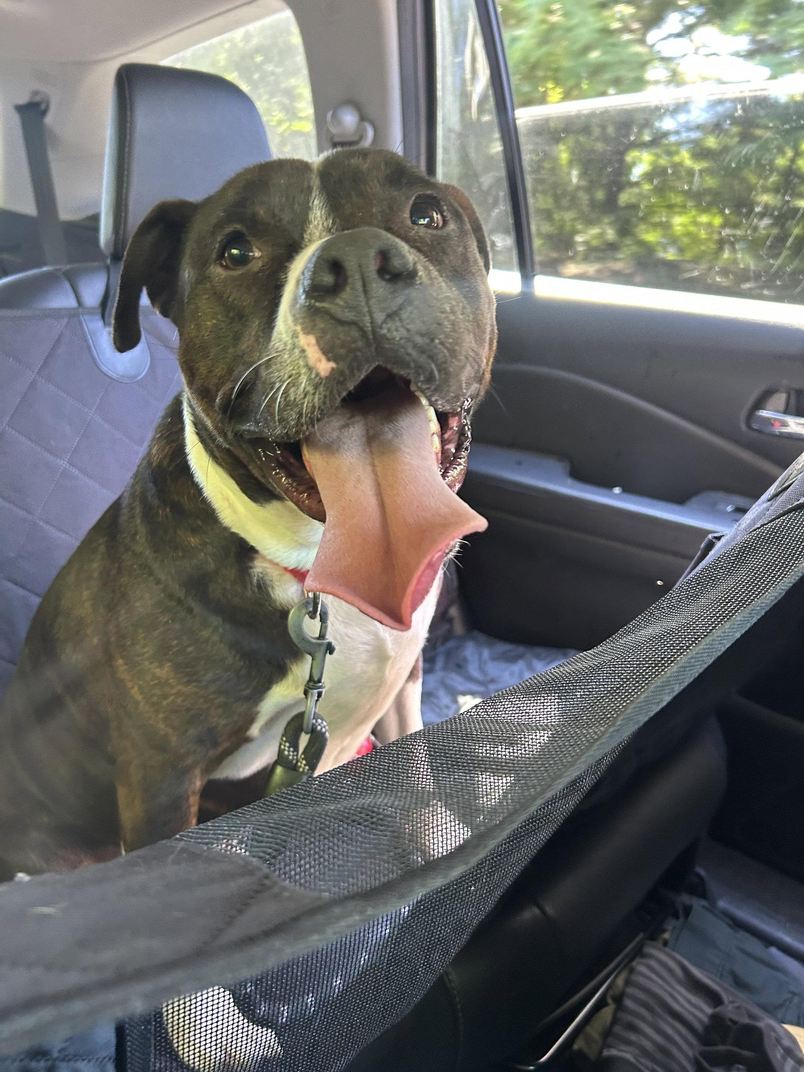 Enlarge Sully - URGENT - foster needed, a Adopted Terrier in Doylestown, PA image 1/3