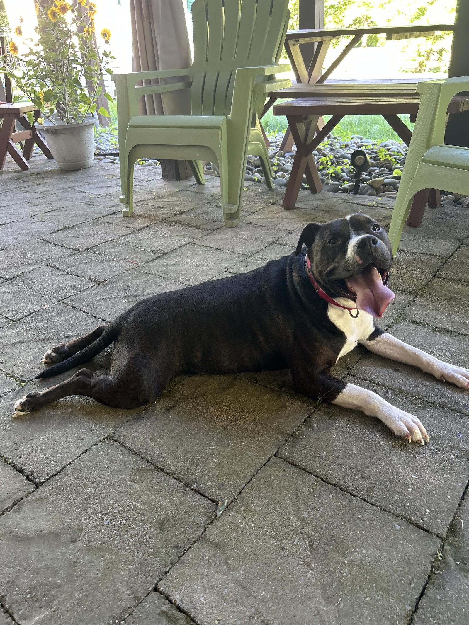 Enlarge Sully - URGENT - foster needed, a Adopted Terrier in Doylestown, PA image 3/3
