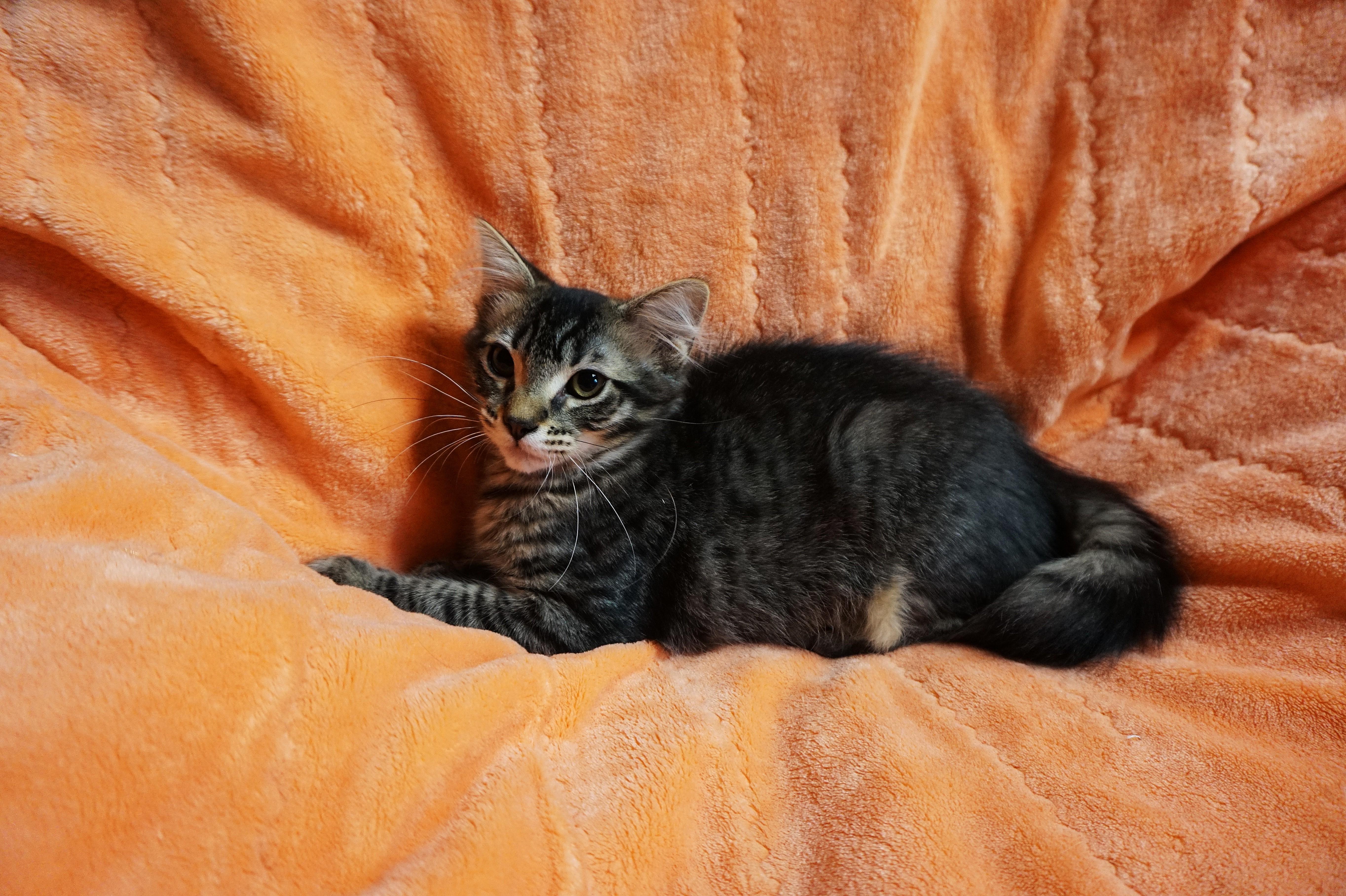 Enlarge Jennyanydots, a ADOPTABLE Domestic Medium Hair in Oxford, WI image 6/6