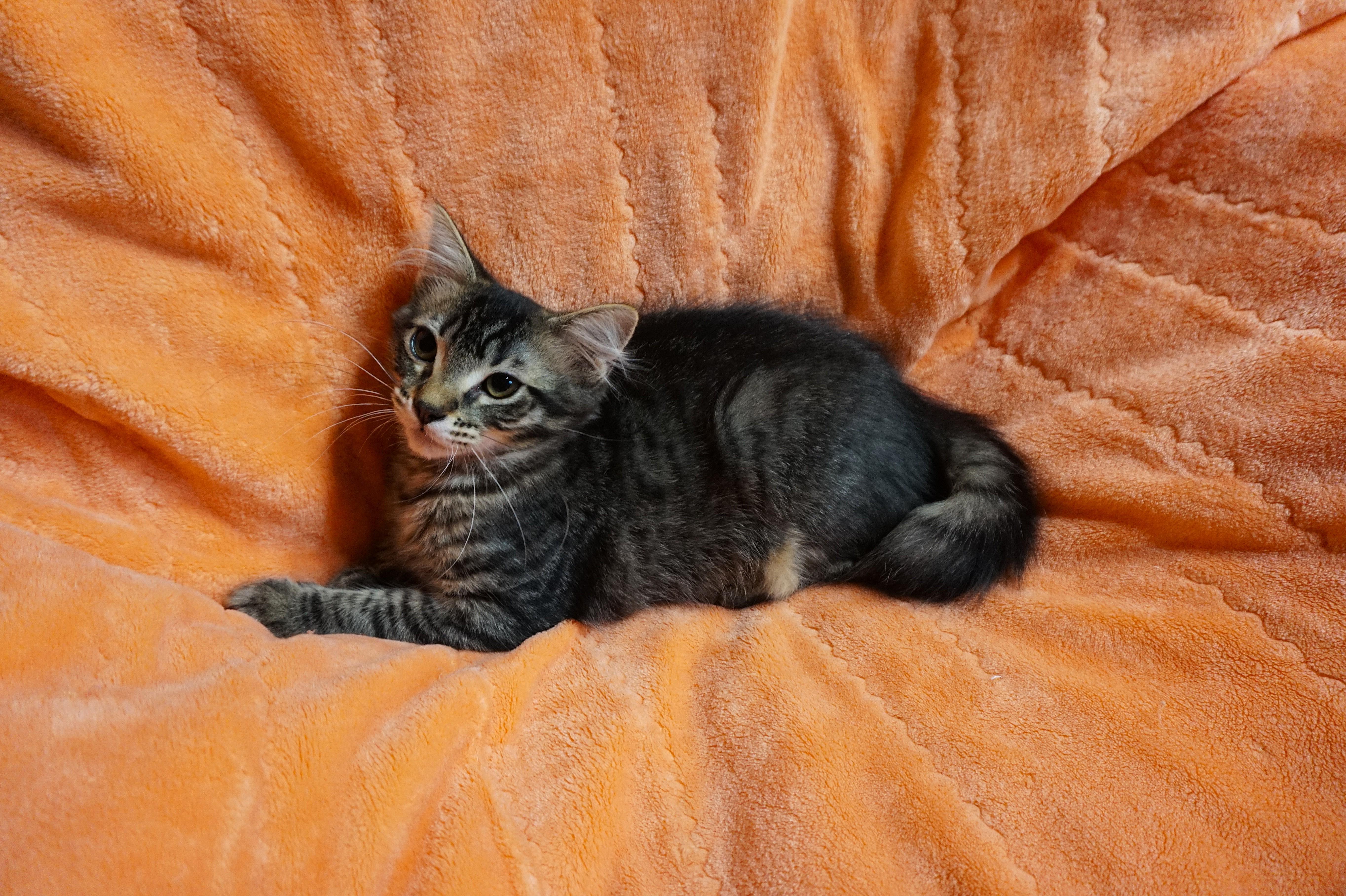 Enlarge Jennyanydots, a ADOPTABLE Domestic Medium Hair in Oxford, WI image 5/6