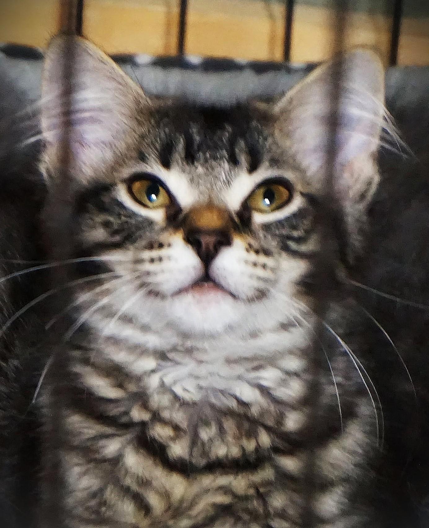 Jennyanydots, a ADOPTABLE Domestic Medium Hair in Oxford, WI image 2/2
