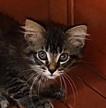 Jennyanydots, ADOPTABLE, Kitten Female Domestic Medium Hair.