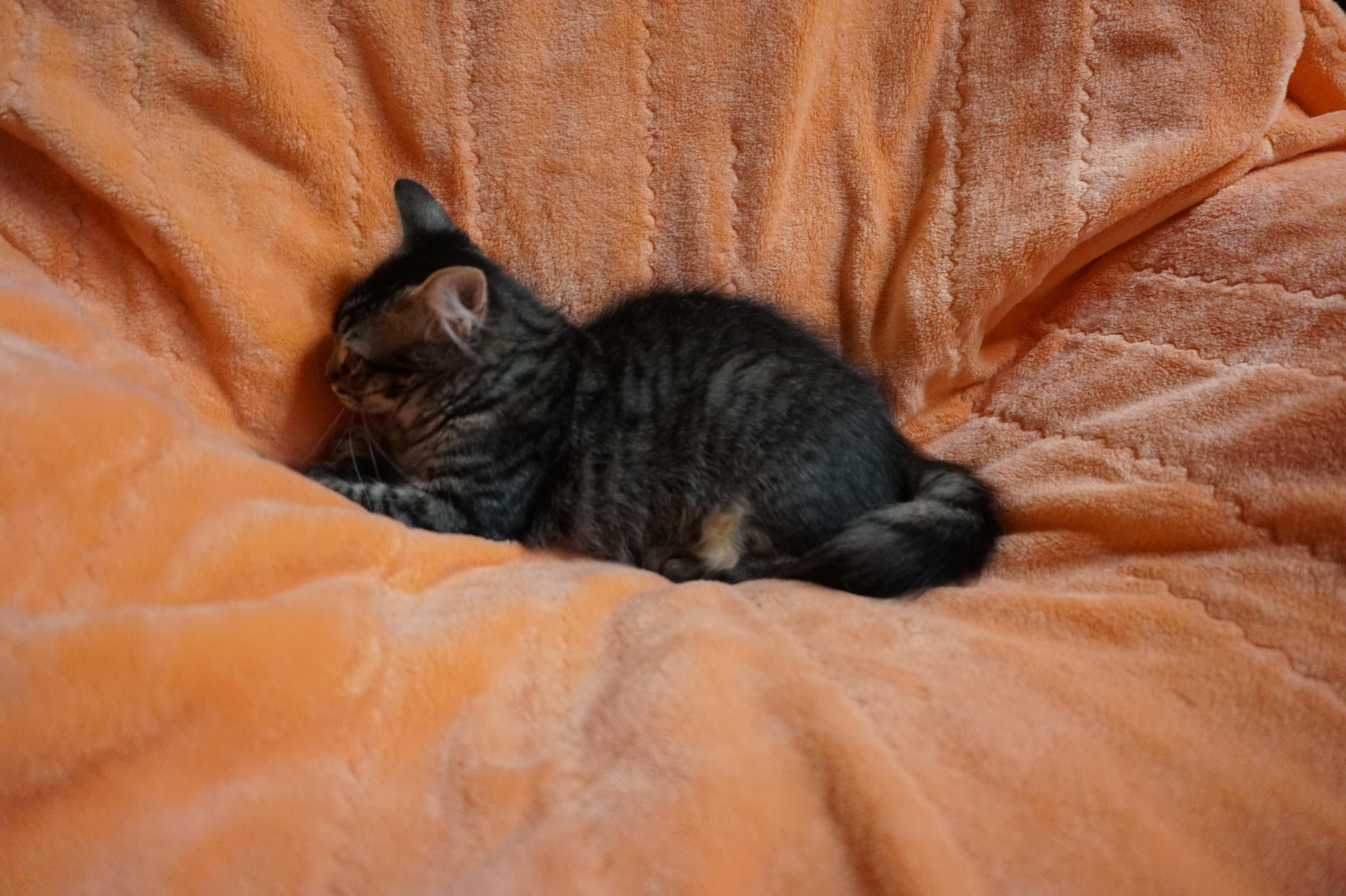 Enlarge Jennyanydots, a ADOPTABLE Domestic Medium Hair in Oxford, WI image 4/6