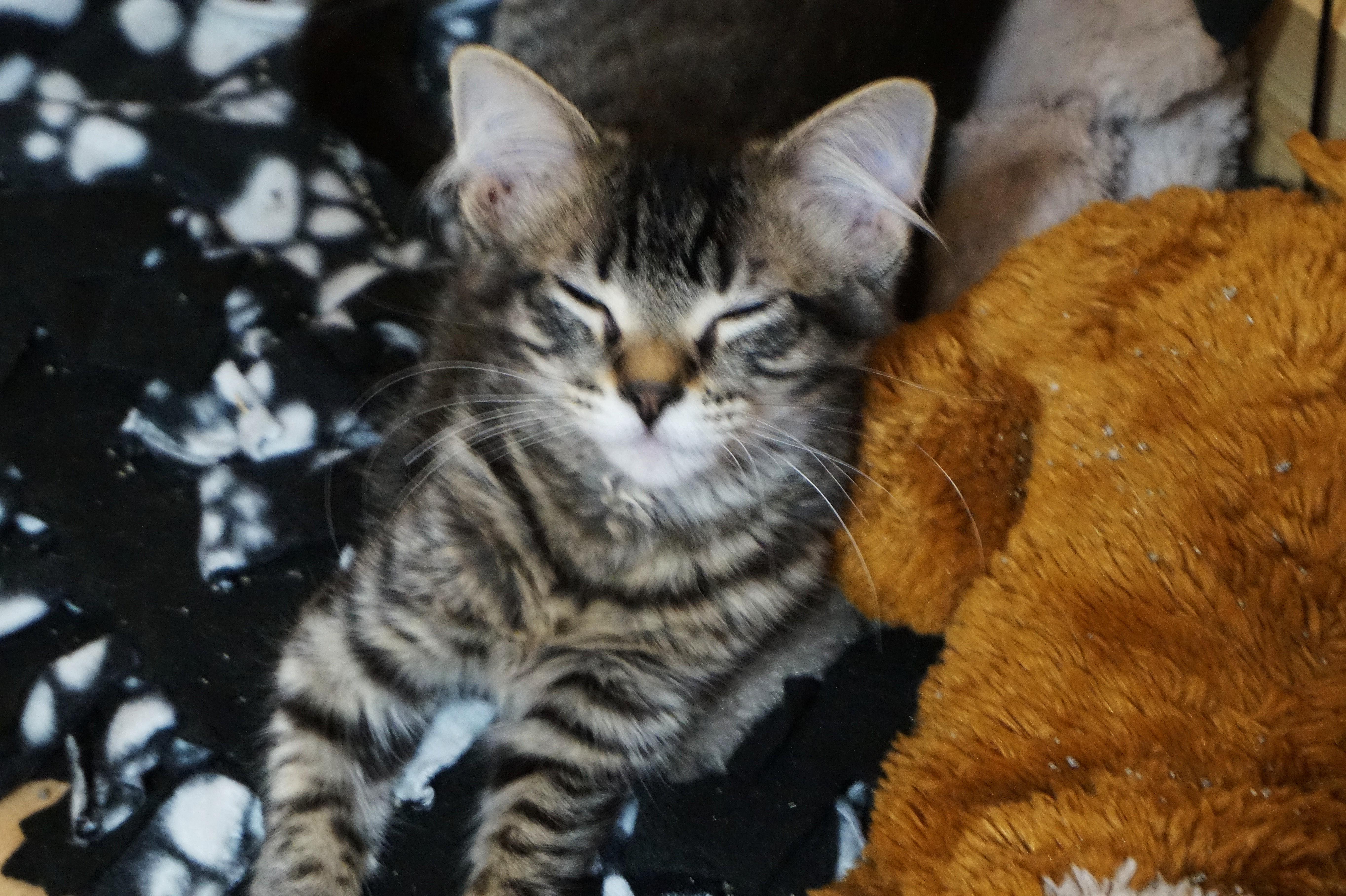 Jennyanydots, ADOPTABLE, Kitten Female Domestic Medium Hair.