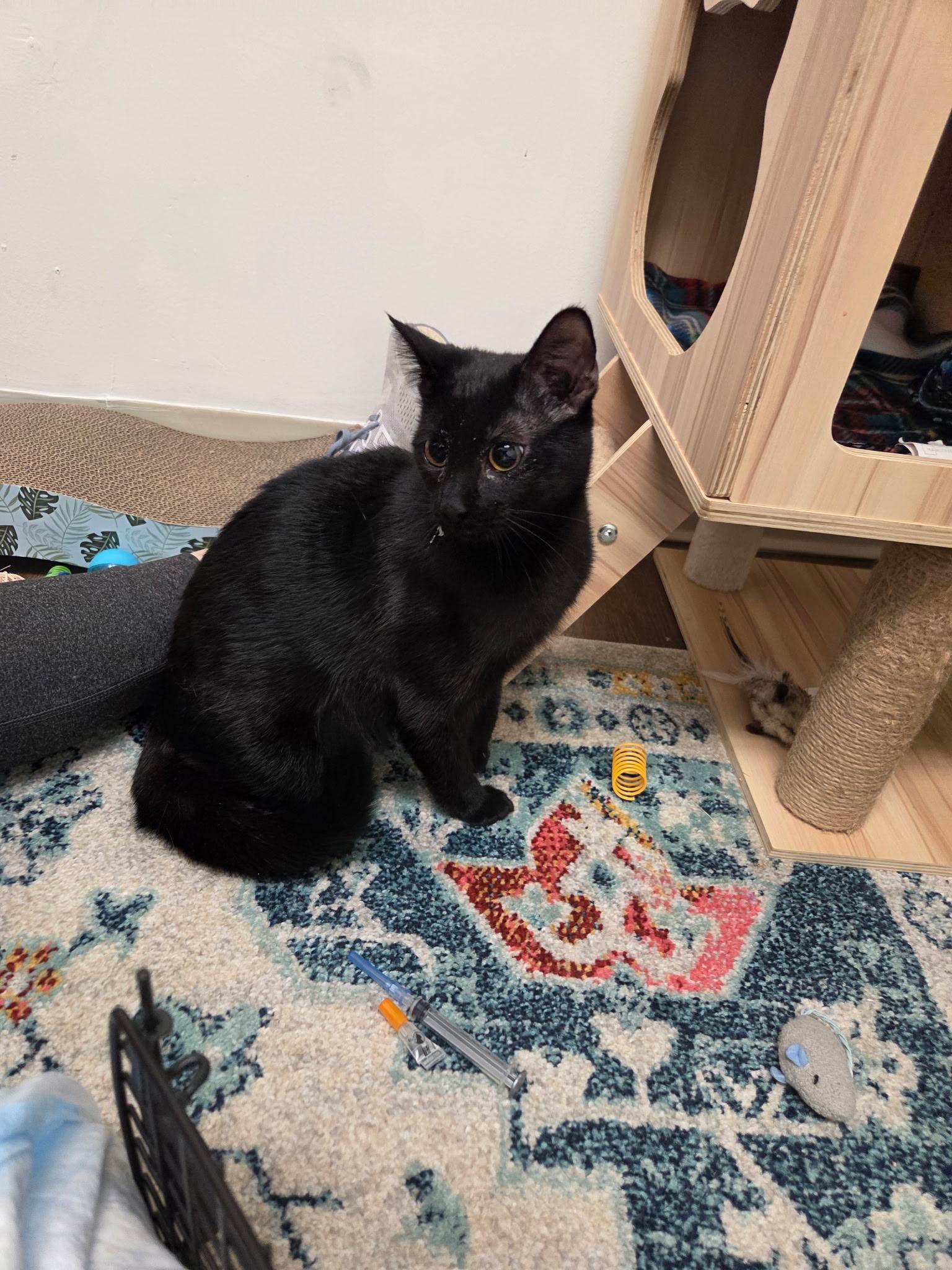 Benni, Adoptable, Young Male Domestic Short Hair.