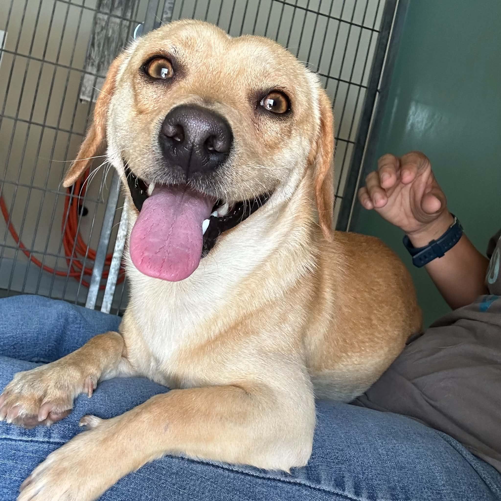 Enlarge SJ, a ADOPTABLE mixed breed in Truth or Consequences , NM image 6/6