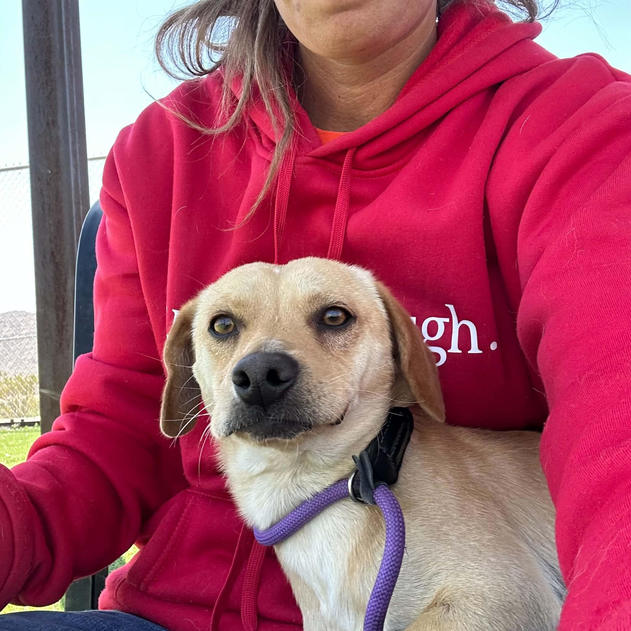 Enlarge SJ, a ADOPTABLE mixed breed in Truth or Consequences , NM image 4/6