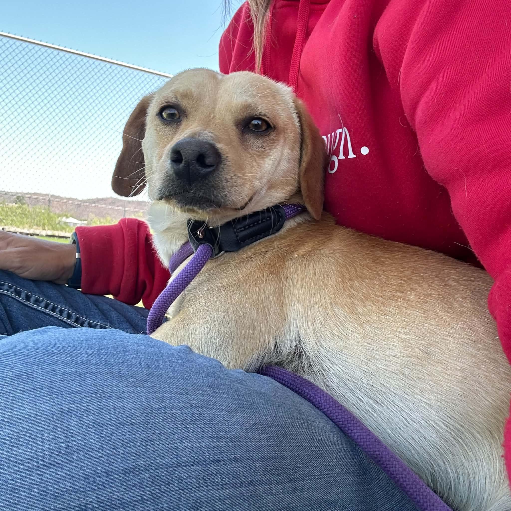 Enlarge SJ, a ADOPTABLE mixed breed in Truth or Consequences , NM image 5/6