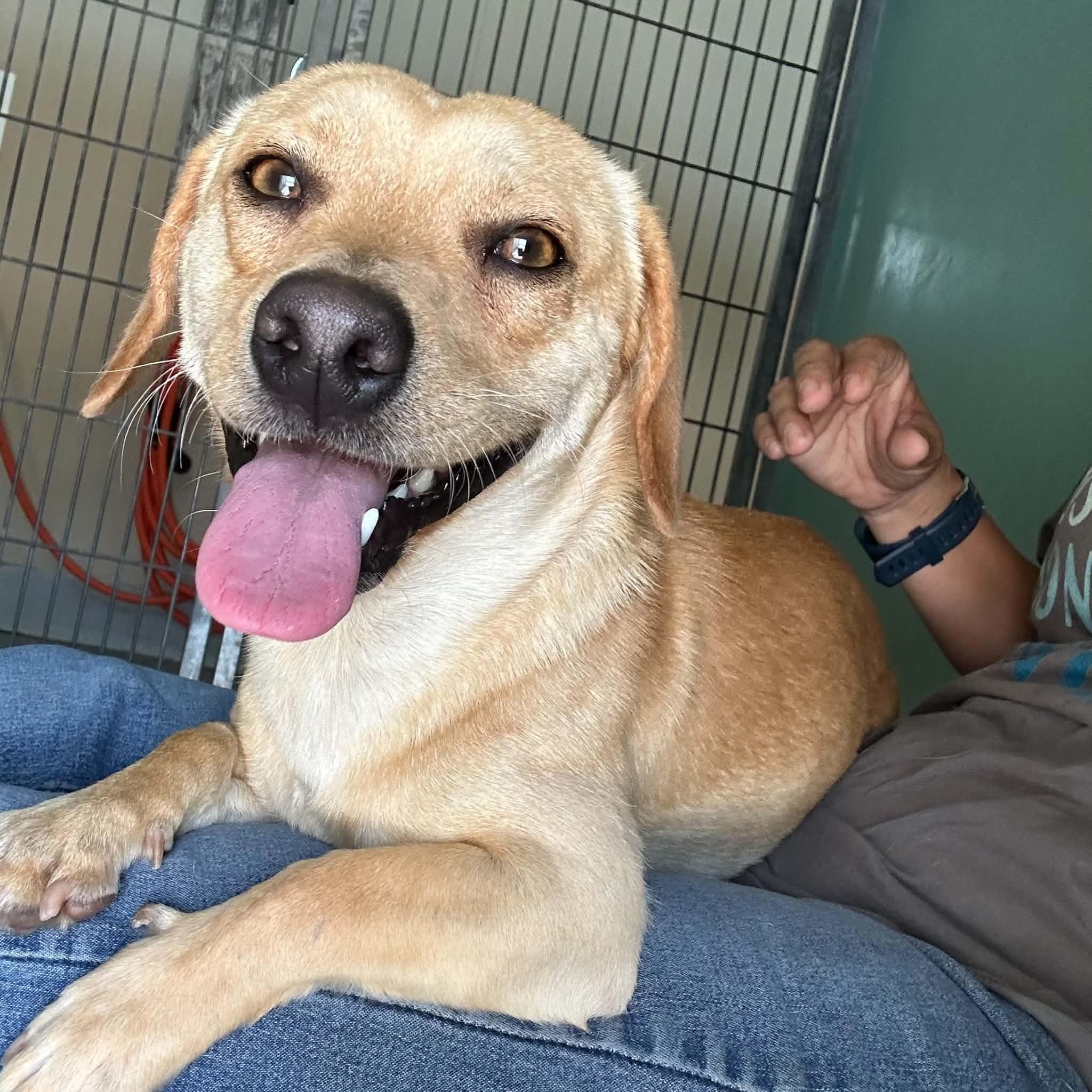 Enlarge SJ, a ADOPTABLE mixed breed in Truth or Consequences , NM image 2/6
