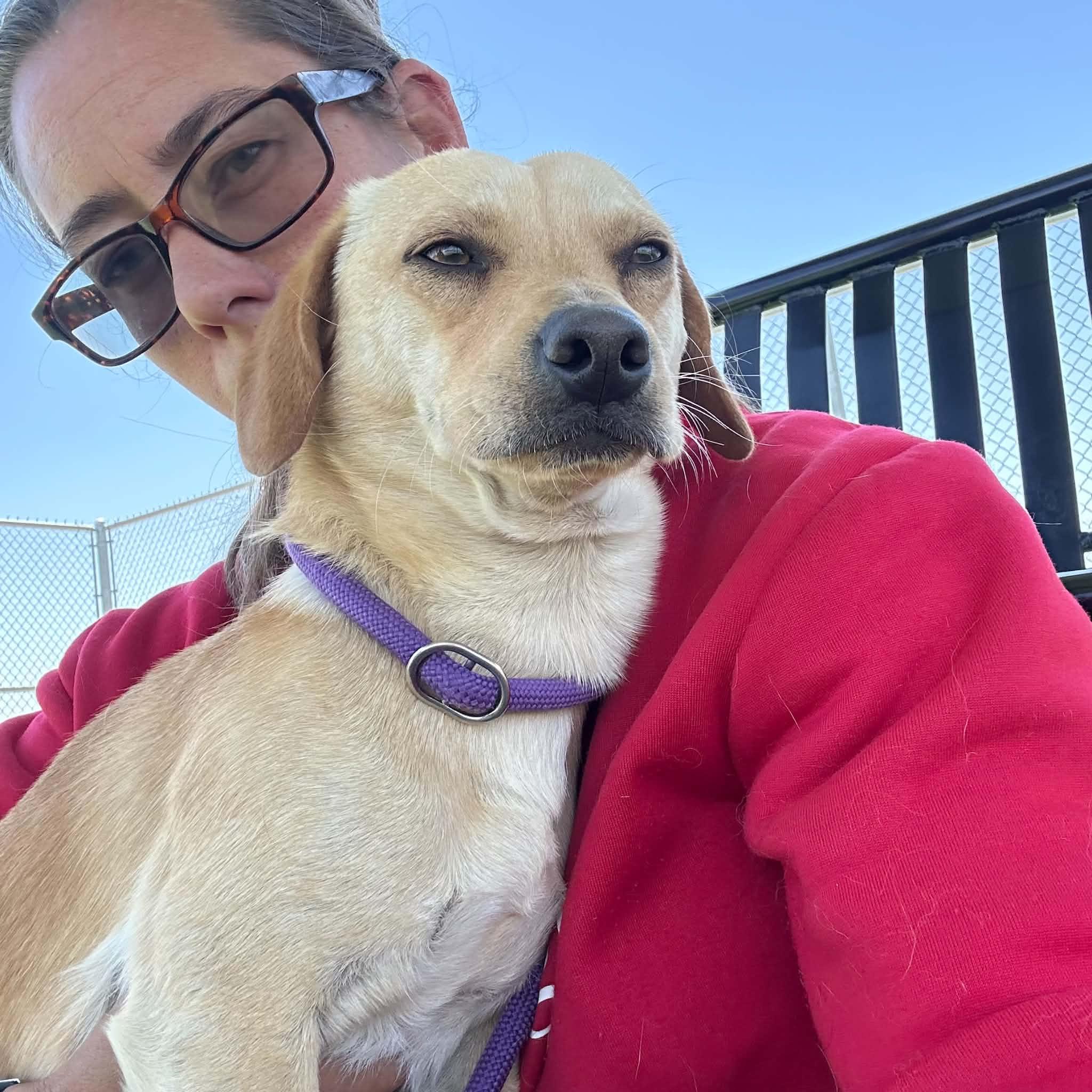 SJ, ADOPTABLE, Adult Male Chihuahua & Labrador Retriever.