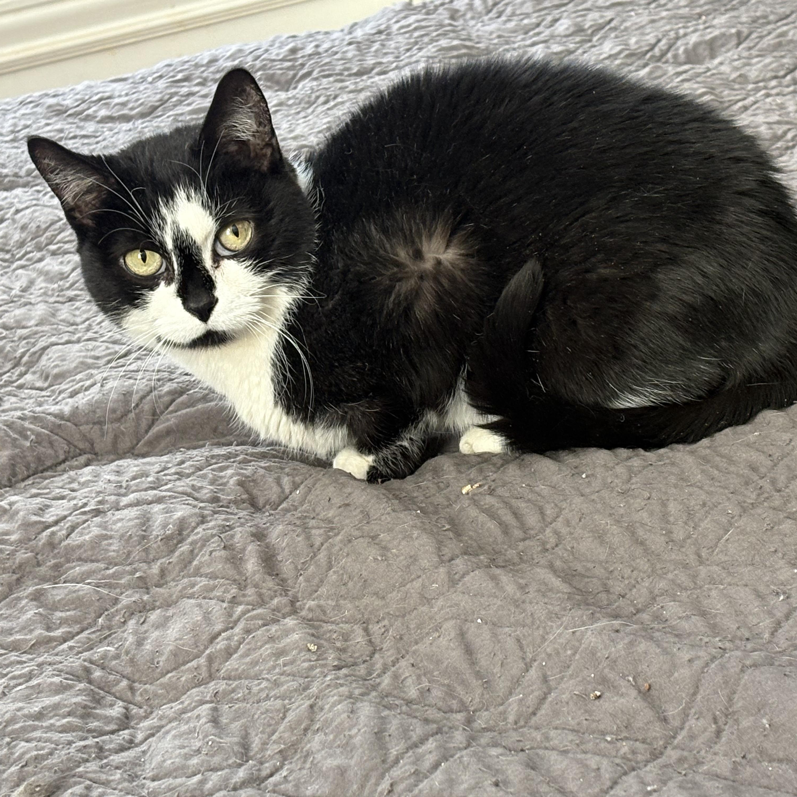 Fiona, a Adoptable mixed breed in Columbus, OH image 1/4