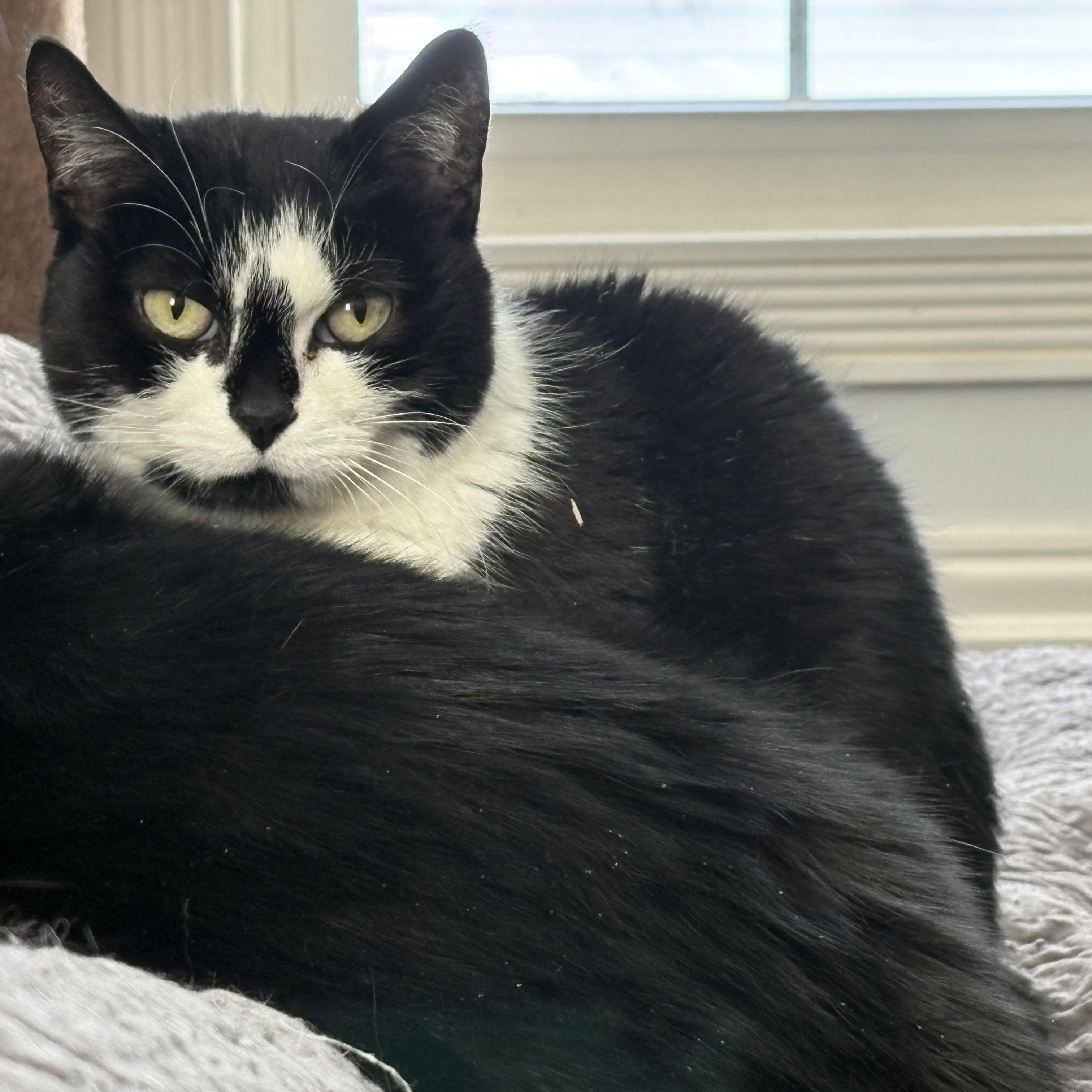 Fiona, a Adoptable mixed breed in Columbus, OH image 2/4