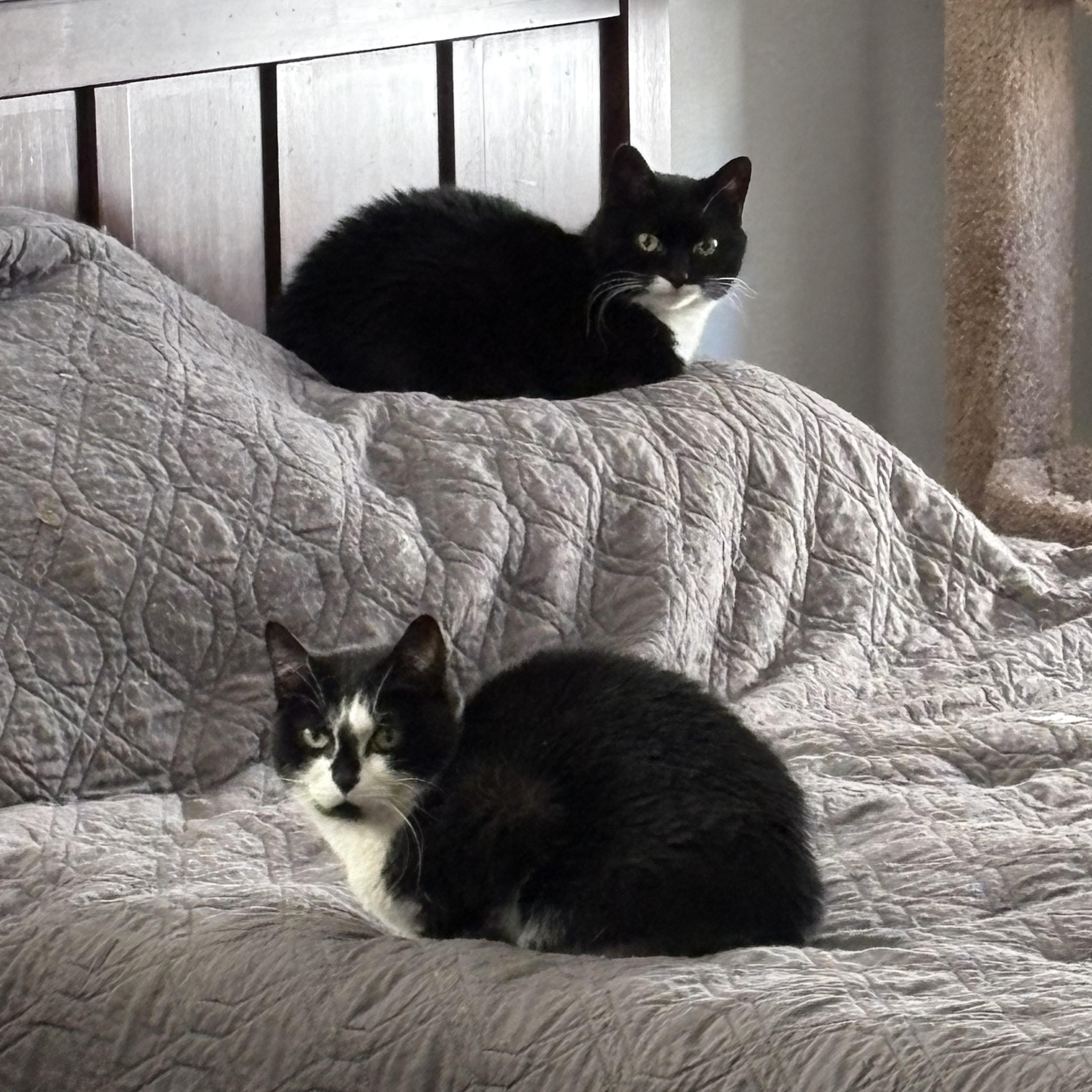 Fiona, a Adoptable mixed breed in Columbus, OH image 4/4