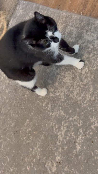 Enlarge Fiona, a Adoptable mixed breed in Columbus, OH video 3/4