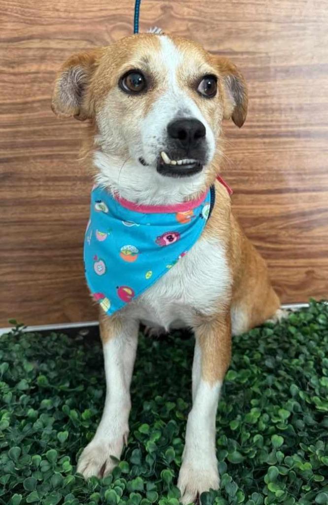 Enlarge Dory, a Adoptable mixed breed in Seattle, WA image 1/2