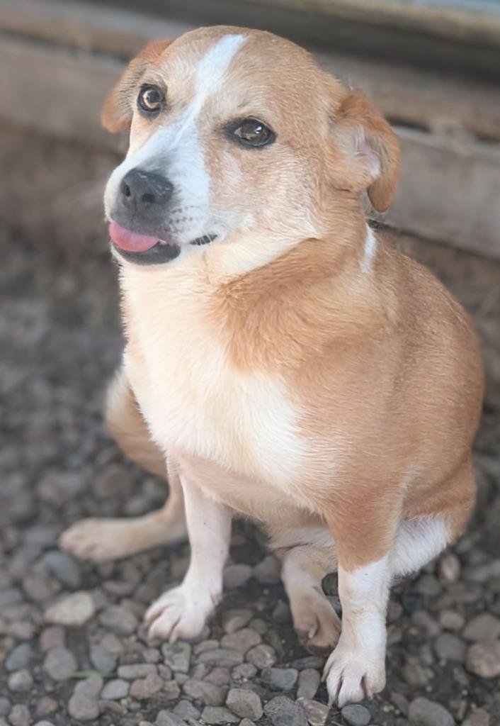 Enlarge Dory, a Adoptable mixed breed in Seattle, WA image 2/2