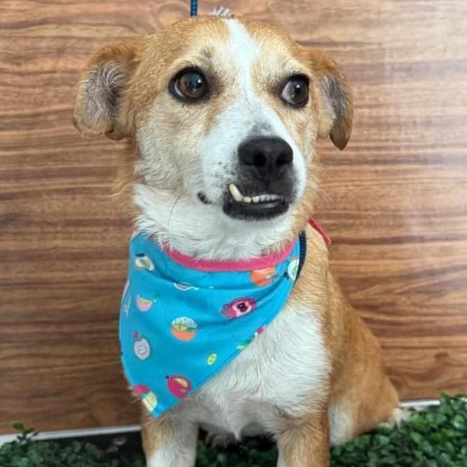 Dory, Adult Female Basenji