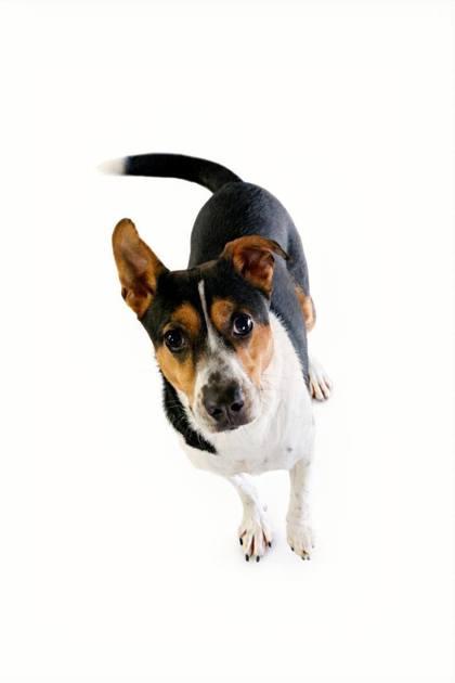 Daisy, Adoptable, Adult Female Mixed Breed & Mixed Breed.