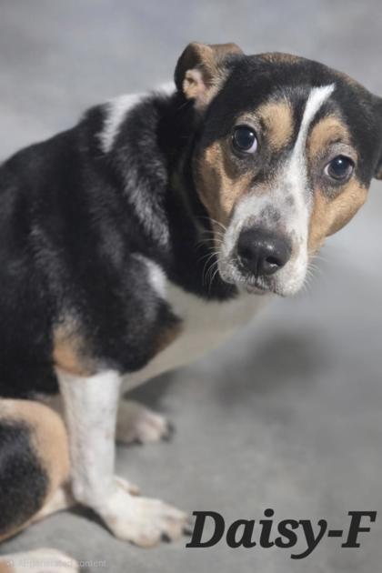 Enlarge Daisy, a Adoptable mixed breed in Guntersville, AL image 1/1
