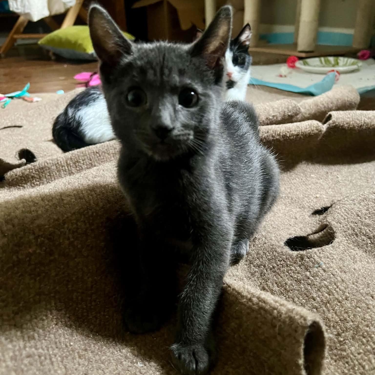 Enlarge Sam (the bartender), a Adoptable Domestic Short Hair in Royal Oak, MI image 5/6