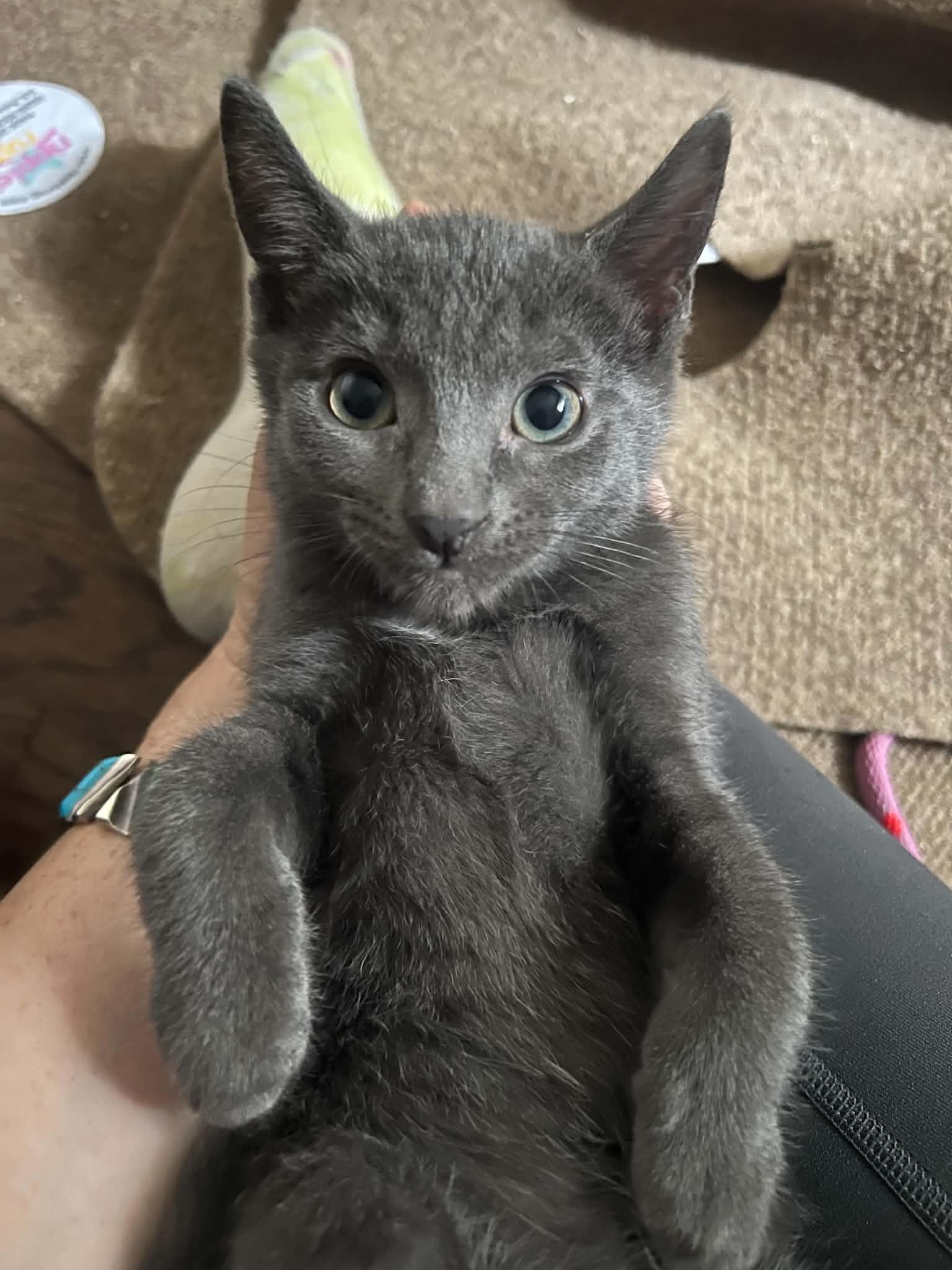 Enlarge Sam (the bartender), a Adoptable Domestic Short Hair in Royal Oak, MI image 6/6