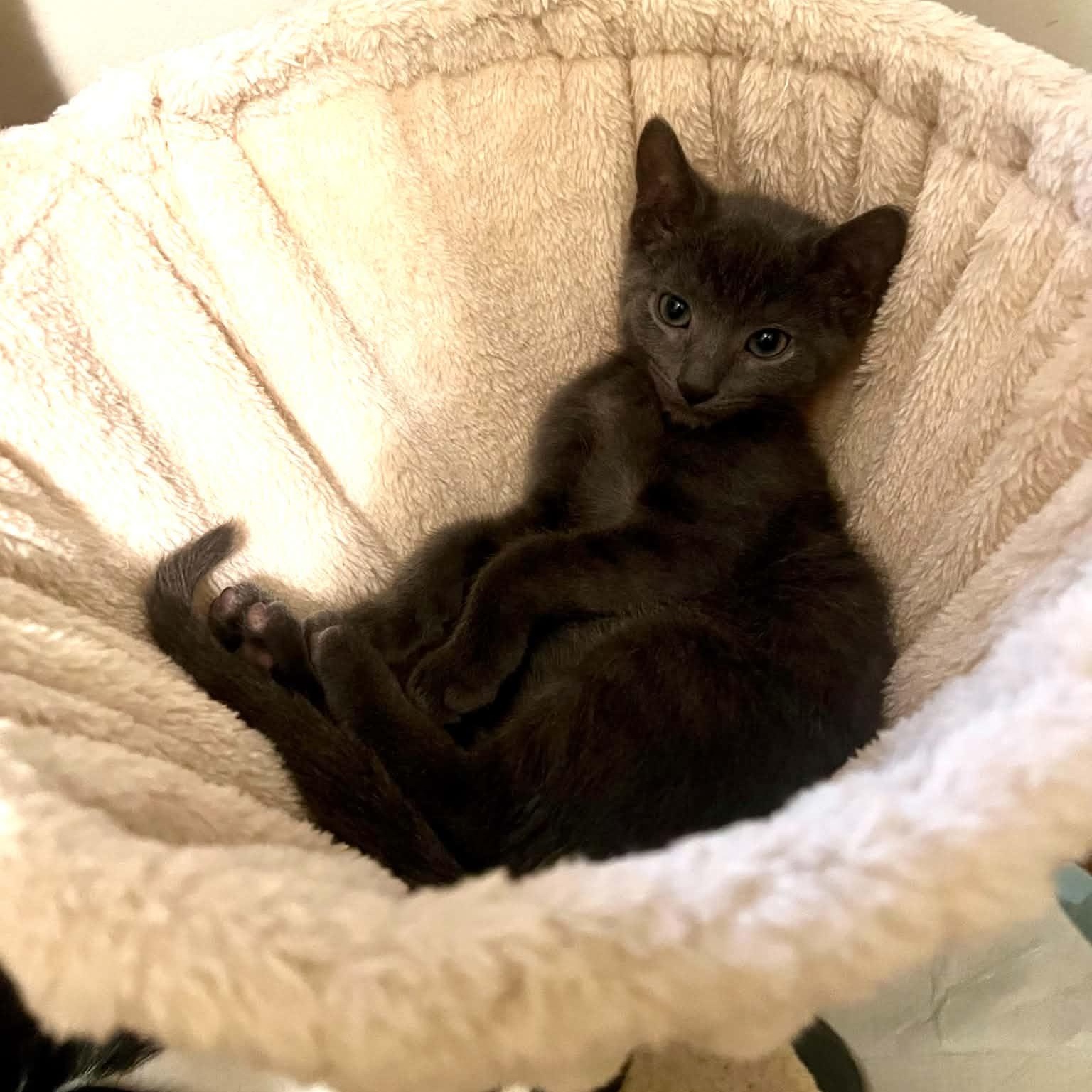 Enlarge Sam (the bartender), a Adoptable Domestic Short Hair in Royal Oak, MI image 3/6