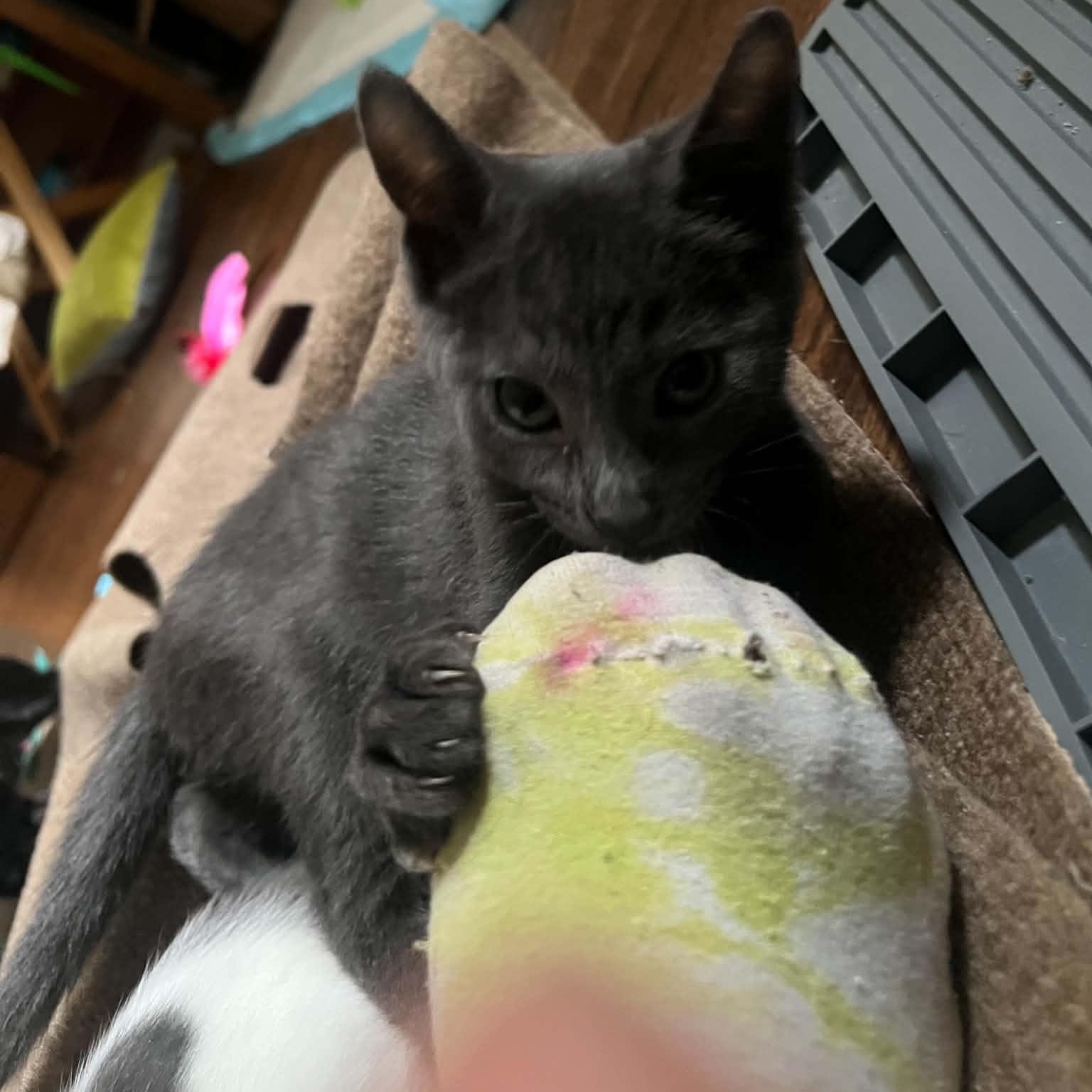 Enlarge Sam (the bartender), a Adoptable Domestic Short Hair in Royal Oak, MI image 4/6