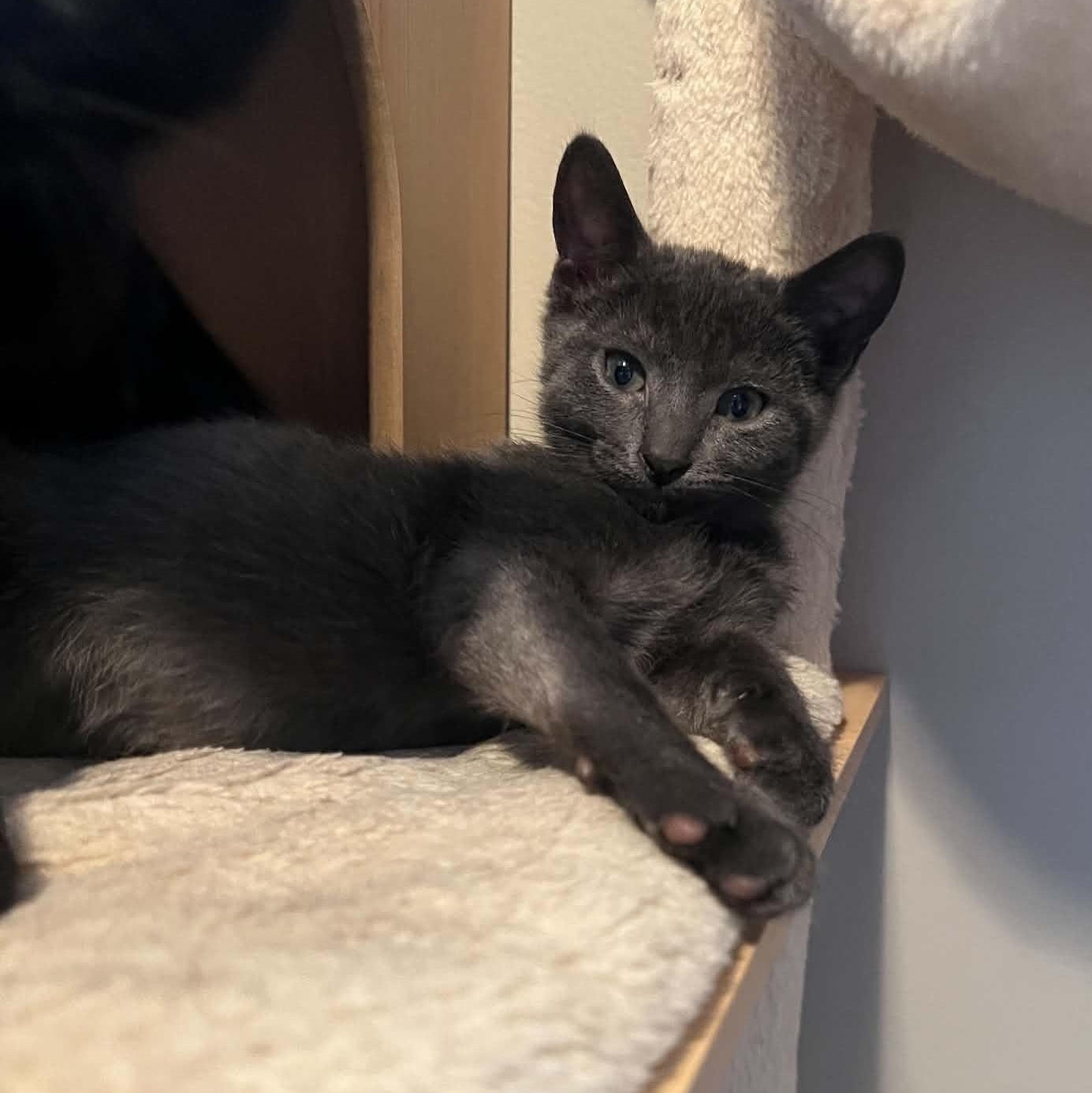 Sam (the bartender), Adoptable, Kitten Male Domestic Short Hair.