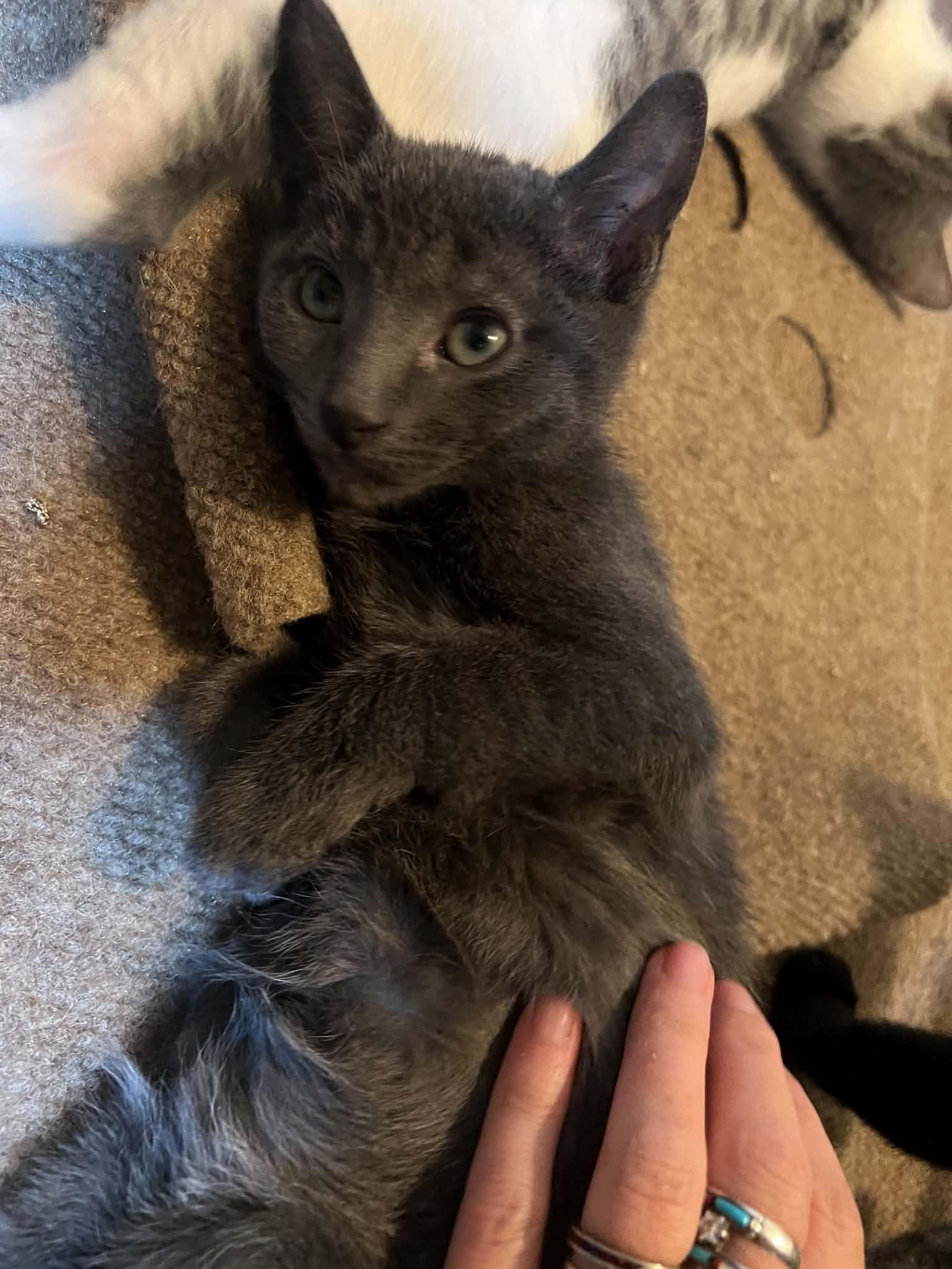Enlarge Sam (the bartender), a Adoptable Domestic Short Hair in Royal Oak, MI image 2/6