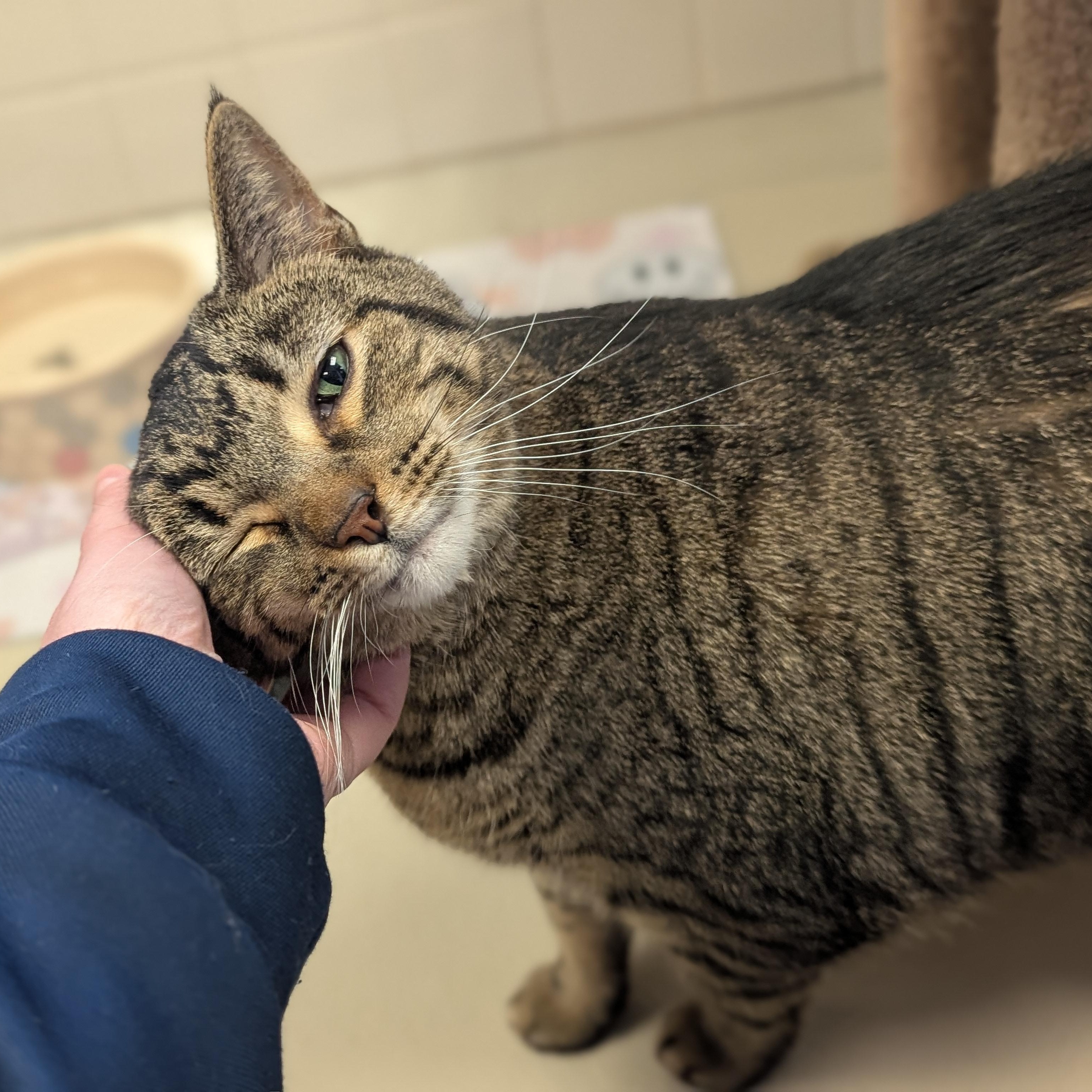 Enlarge Zod, an adoptable Domestic Short Hair in Jefferson, WI image 2/3